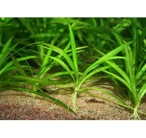 echinodorus (helanthium) quadricostatus