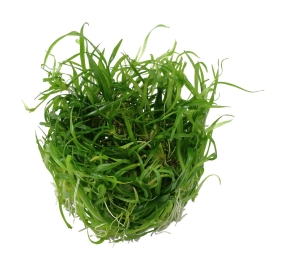 Helanthium tenellum Green TC