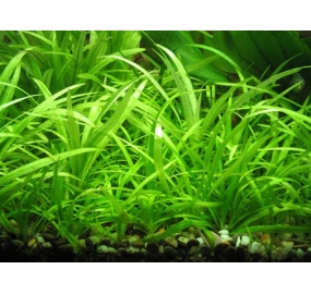Helanthium tenellum Green TC_2