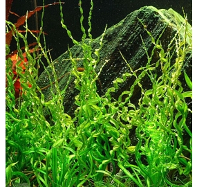 Helanthium 'Vesuvius' TC_1