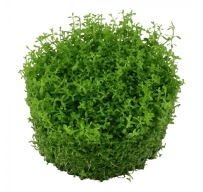 Hemianthus callitrichoides Cuba_1