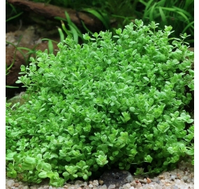 Hemianthus callitrichoides 'Cuba'_3