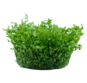 Hemianthus micranthemoides TC_1
