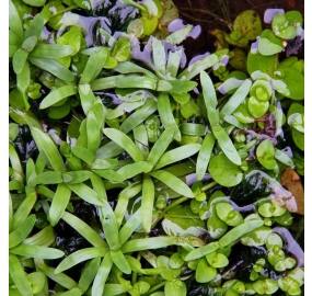 Heteranthera zosterifolia_3