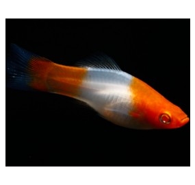 Hồng mi KOI mắt đỏ