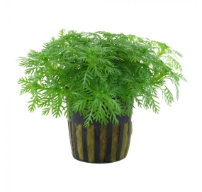 Hottonia palustris_hot