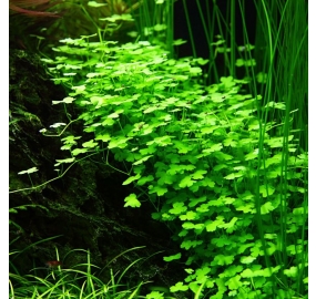 Hydrocotyle Tripartita TC_2