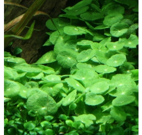 Hydrocotyle verticillata_2