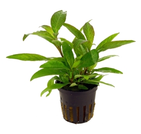 Hygrophila corymbosa 'Siamensis'