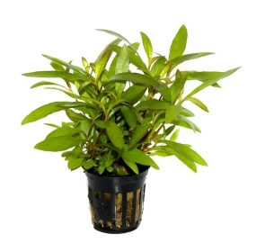 Hygrophila corymbosa 'Siamensis 53B' _2