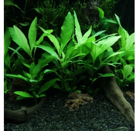 Hygrophila corymbosa 'Siamensis 53B' _3