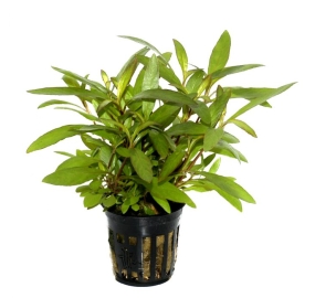 Hygrophila corymbosa 'Siamensis 53B'_1