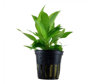 Hygrophila corymbosa 'Siamensis'_1