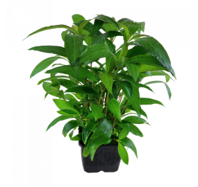 Hygrophila corymbosa 'Siamensis'_2