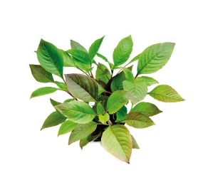 Hygrophila corymbosa