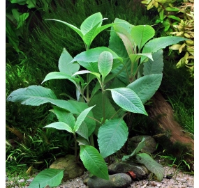 Hygrophila corymbosa_3