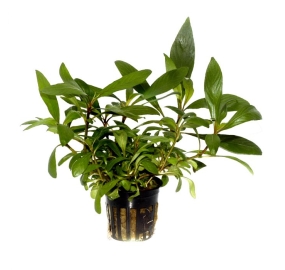 Hygrophila costata_1