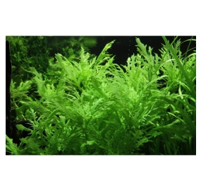 Hygrophila difformis_2