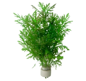 Hygrophila difformis_4