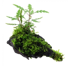 Hygrophila pinnatifida and moss on mangrove wood_1
