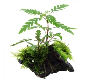 Hygrophila pinnatifida and moss on mangrove wood_3