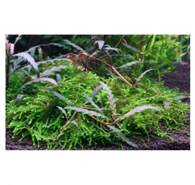 Hygrophila pinnatifida and moss on mangrove wood_4
