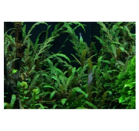 Hygrophila pinnatifida_3