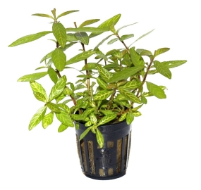 Hygrophila polysperma 'Rosanervig'_1