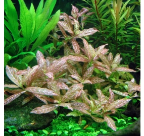 Hygrophila polysperma 'Rosanervig'_3