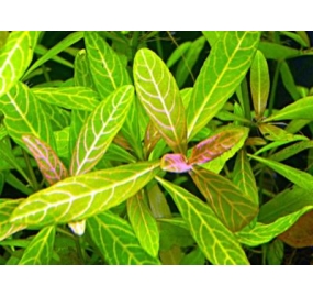 Hygrophila polysperma 'Rosanervig'