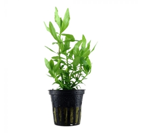 Hygrophila polysperma_1