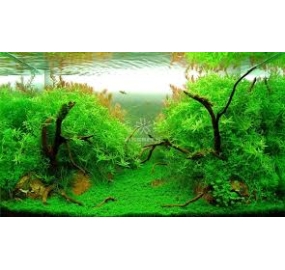 TS004_Hồ thủy sinh
