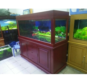 Hồ cá KOI công nghệ cao (4)
