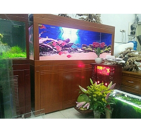 Hồ cá KOI công nghệ cao (6)