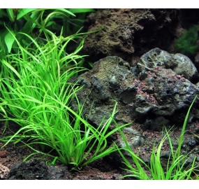 Juncus Repens_2