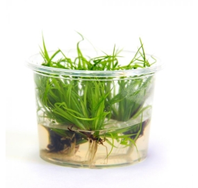 Juncus Repens_1