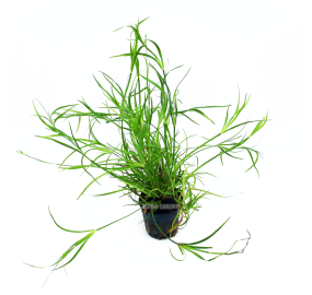 Juncus Repens
