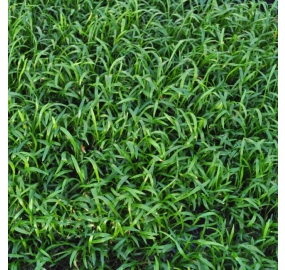 Lilaeopsis brasiliensis_1
