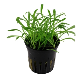 Lilaeopsis brasiliensis