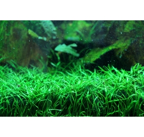 Lilaeopsis brasiliensis_4