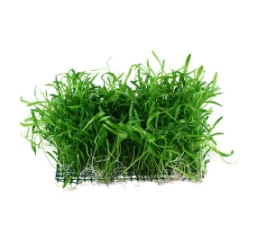 Lilaeopsis novae-zelandiae
