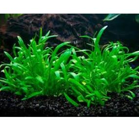 Lilaeopsis novae-zelandiae_3