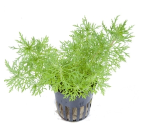Limnophila aquatica_1