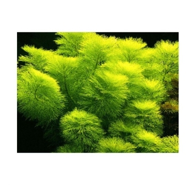 Limnophila aquatica_2