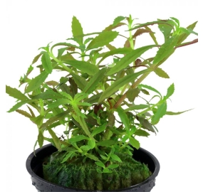 Limnophila hippuridoides_1