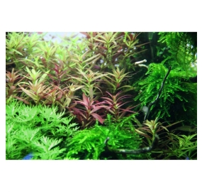 Limnophila hippuridoides_3