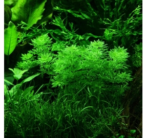 Limnophila sessiliflora _3