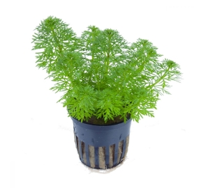 Limnophila sessiliflora