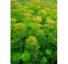 Limnophila sessiliflora_5