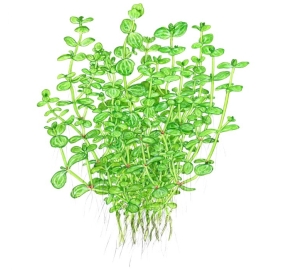 Lindernia rotundifolia_2